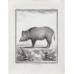 Jacques de Sève (1715 - 1795), Pierre François Tardieu (1711-1771), Boar, from: A Natural History, published 1771.