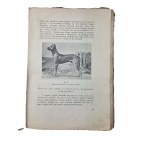 BŁOCKI Stefan - Nasze psy. Vademecum miłosnika psa , 130 rysunków, Wilno 1933