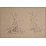 Stanisław Wyspiański (1869-1907), Flowers of the Field / Thistle, Bielany, 1885 (?)
