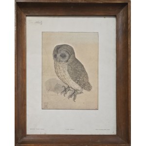 Albrecht Dürer (1471-1528), Little Owl