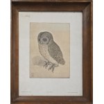 Albrecht Dürer (1471-1528), Little Owl