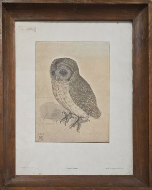 Albrecht Dürer (1471-1528), Mała sowa
