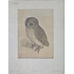 Albrecht Dürer (1471-1528), Little Owl
