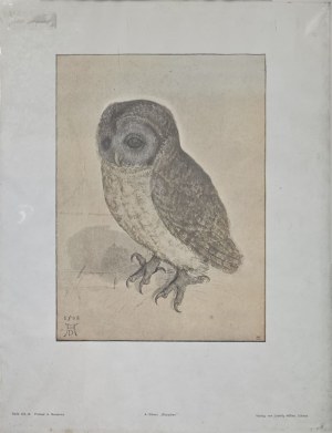 Albrecht Dürer (1471-1528), Mała sowa
