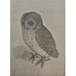 Albrecht Dürer (1471-1528), Little Owl