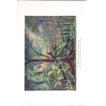 KREMER- EVERYTHING AND MAN publ. 1905 vols. 1-5 [set in 5 vols.] hundreds of illustrations, beautiful condition