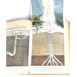 KREMER- EVERYTHING AND MAN publ. 1905 vols. 1-5 [set in 5 vols.] hundreds of illustrations, beautiful condition