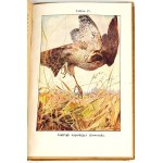 BUCKLEY - LIFE IN THE FOREST IN THE POLE chromolithograph
