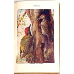 BUCKLEY - LIFE IN THE FOREST IN THE POLE chromolithograph