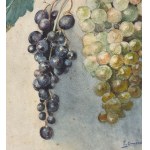 F.Buonocore, Allegory of the Grape - F. Buonocore