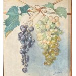 F.Buonocore, Allegory of the Grape - F. Buonocore