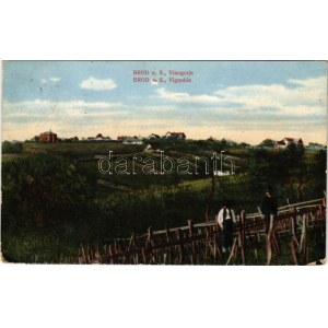 1918 Bród, Nagyrév, Slavonski Brod, Brod na Savi; Vinogorje / Vignoble / szőlőültetvények. Vil. Lorschy kiadása ...