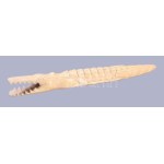 cca 1900 Nagyméretű csont krokodil figura, h: 37 cm