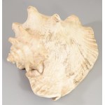 Nagyméretű tengeri csigaház, 27x20 cm