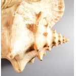 Nagyméretű tengeri csigaház, 27x20 cm