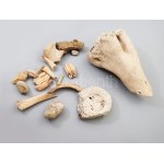 Fosszíliák gyűjteménye. csigák, csontok, stb 10-21 cm Eocén, miocén kor.