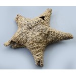 cca 1990, antik nagyméretű tengeri csillag, sérüléssel, d: 27 cm