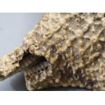 cca 1990, antik nagyméretű tengeri csillag, sérüléssel, d: 27 cm