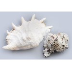 Tengeri csiga és kagyló, h: 26 cm alatt