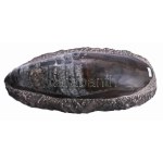 Nagyméretű polírozott fosszília, 25x12 cm