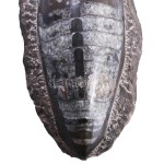 Nagyméretű polírozott fosszília, 25x12 cm