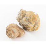 2 darab fosszília, h: 12 cm