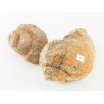 2 darab fosszília, h: 12 cm