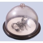 Skorpió témájú dekortárgy, kopással, d: 22 cm, m: 13 cm