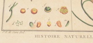 Jacques de Seve után Robert Bénard metszése: Historie Naturelle, Botanique. Színezett rézmetszet, papír, cca. XVIII. sz...