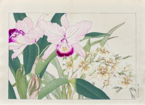 Tanigami Konan (1879-1928), Oncidium - storczyk motylnik, wyd. Unsodo, Kioto/Japonia, 1917 r.