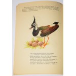 ZECHENTER Witold - Racconti degli uccelli. Illustr. W. Siwek. Varsavia 1958.