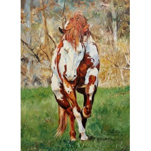Zbigniew Cortez Hare, Piebald stallion