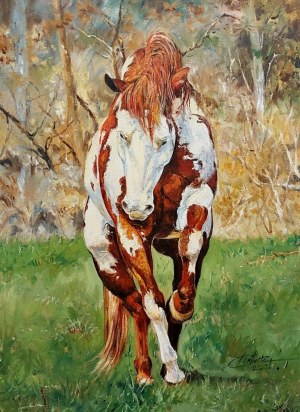 Zbigniew Cortez Zając, Piebald stallion
