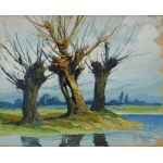 Zygmunt WIERCIAK (1881-1950), Willows (1936)