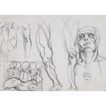 Franciszek STAROWIEYSKI (1930-2009), Anatomia