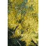 Olena Horhol (nata nel 1994), Primavera 16, 2022