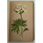 Winkler, M., Mountain plants of the Sudetenland region, Dresden, 1900.