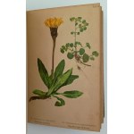 Winkler, M., Mountain plants of the Sudetenland region, Dresden, 1900.