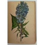 Winkler, M., Mountain plants of the Sudetenland region, Dresden, 1900.