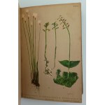 Winkler, M., Mountain plants of the Sudetenland region, Dresden, 1900.