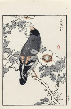Kōno Bairei (1844-1895), Grubodziób japoński, wyd. Ōkura Magobei, Tokio/Japonia, 1881 r.