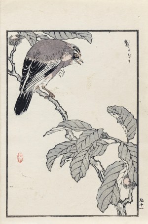 Kōno Bairei (1844-1895), Sójka, wyd. Ōkura Magobei, Tokio/Japonia, 1881 r.