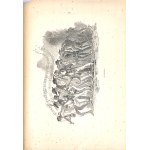 WITKIEWICZ - NA PRZEŁĘCZY 1891r. woodcuts, beautiful binding