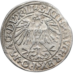 Sigismund II Augustus, Half-penny 1548, Vilnius - LI/LITVA, Arabic one in the date