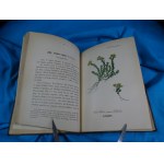 Flora von Deutschland Bd. 26 Crassulaceae Saxifrageae Cornaceae Schlechtendal Langethal Schenk
