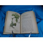 Flora von Deutschland Bd. 26 Crassulaceae Saxifrageae Cornaceae Schlechtendal Langethal Schenk