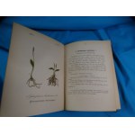 Flora von Deutschland Gefäss - Kryptogamen / Schlechtendal Langethal Schenk
