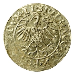 Sigismund II Augustus, Half-penny 1556, Vilnius - L/LITVA. Eagle of 1557 (669)
