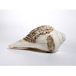Sankha shell - India, 18th-19th century