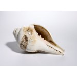 Sankha shell - India, 18th-19th century